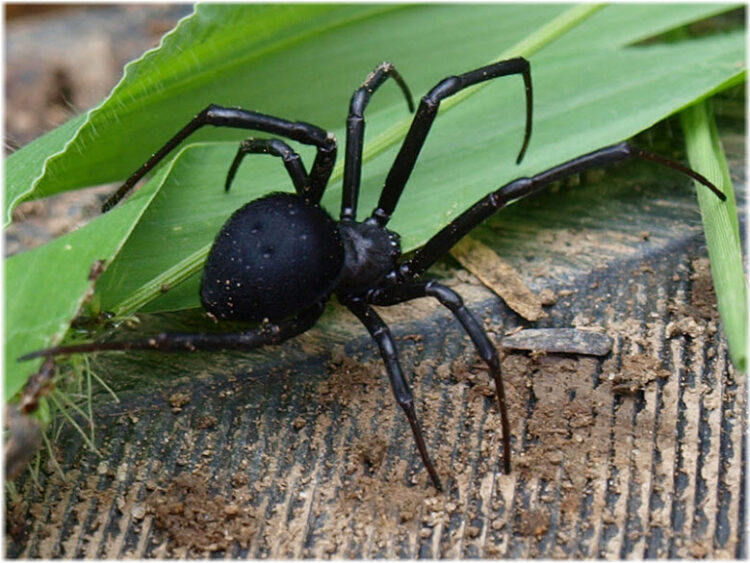 В Жетісу зафиксирован рост числа укусов каракуртов