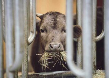 Атбасарда сібір жарасы: 19 адам бақылауда, екі ауыл карантинге жабылды