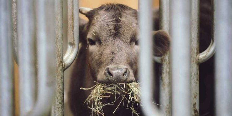 Атбасарда сібір жарасы: 19 адам бақылауда, екі ауыл карантинге жабылды