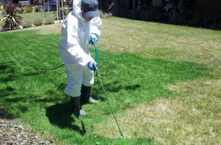 В Алматы пожелтевшую траву покрасили в зелёный цвет — соцсети удивлены