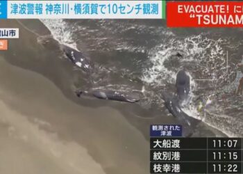 Камчаткадағы зілзаладан кейін Жапония жағалауына бірнеше кит шығып қалды