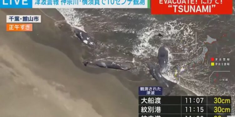 Камчаткадағы зілзаладан кейін Жапония жағалауына бірнеше кит шығып қалды