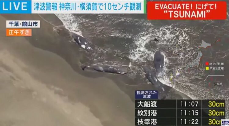 Камчаткадағы зілзаладан кейін Жапония жағалауына бірнеше кит шығып қалды