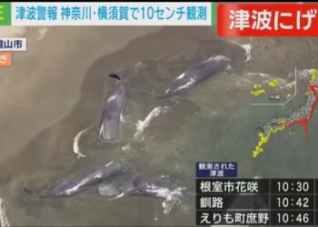 Несколько китов выбросило на берег в Японии после землетрясения на Камчатке