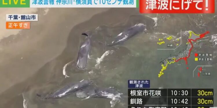 Несколько китов выбросило на берег в Японии после землетрясения на Камчатке