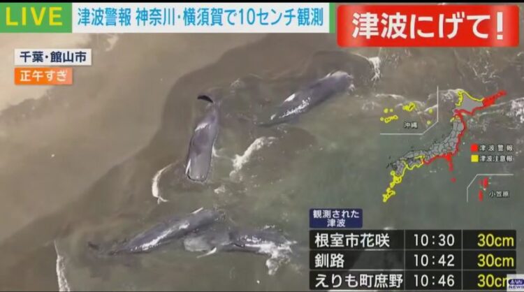 Несколько китов выбросило на берег в Японии после землетрясения на Камчатке