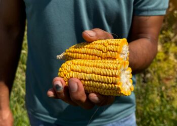 Кукурузу, выращенную в Шенгельды, превращают в сладкие палочки