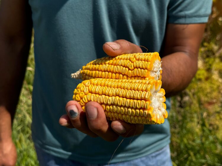 Кукурузу, выращенную в Шенгельды, превращают в сладкие палочки