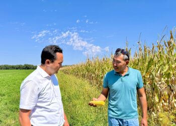 Кукурузу, выращенную в Шенгельды, превращают в сладкие палочки