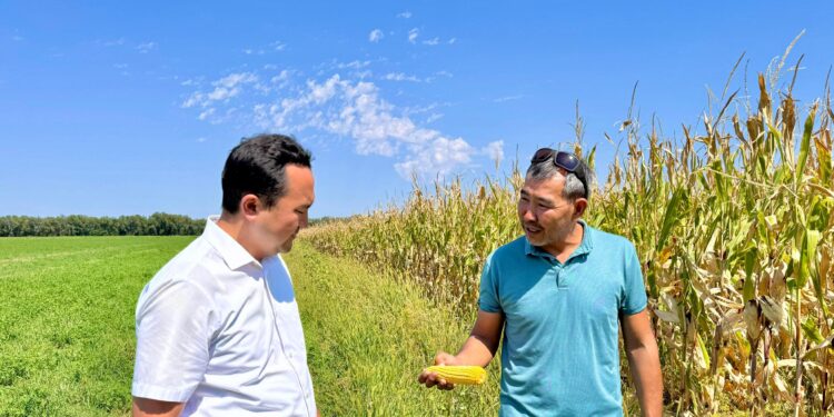 Кукурузу, выращенную в Шенгельды, превращают в сладкие палочки