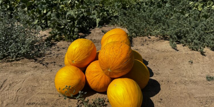 Қонаев маңында алғаш рет қауын егіліп, гектарына 40 тонна өнім жиналуда