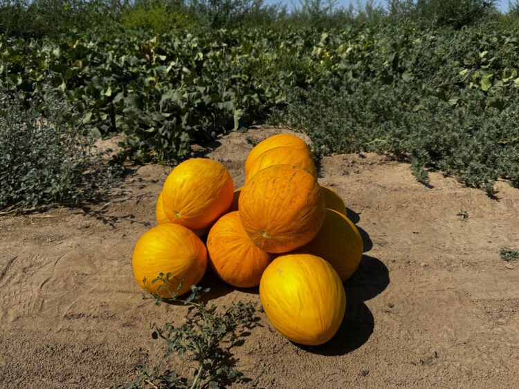 Қонаев маңында алғаш рет қауын егіліп, гектарына 40 тонна өнім жиналуда
