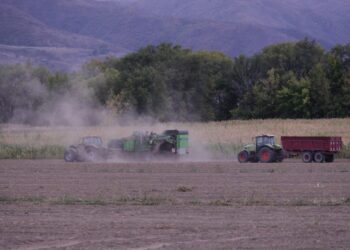 В Жетысу планируют собрать 130 тысяч тонн картофеля