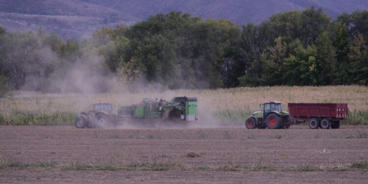 В Жетысу планируют собрать 130 тысяч тонн картофеля