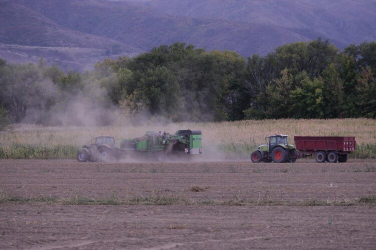 В Жетысу планируют собрать 130 тысяч тонн картофеля