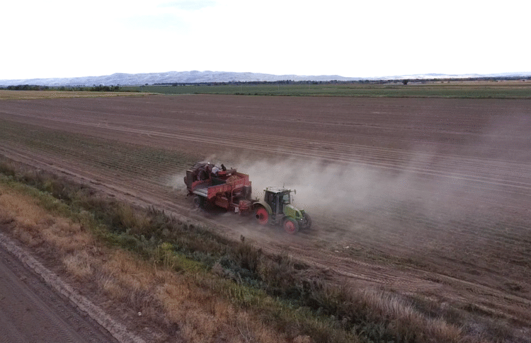 Жетісуда 130 мың тонна картоп жиналады деп жоспарлануда