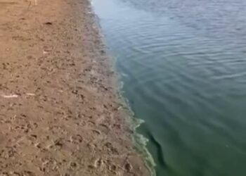 Жайық өзенінің бір бөлігі жасыл түске боялды: экология департаменті түсініктеме берді