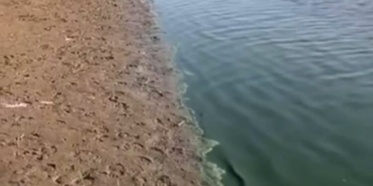 Жайық өзенінің бір бөлігі жасыл түске боялды: экология департаменті түсініктеме берді