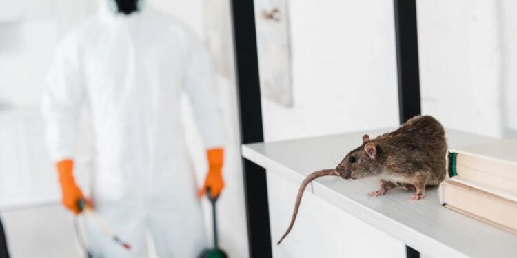 Қонаевта санитарлық-профилактикалық жұмыстардың екінші кезеңі жүргізілуде