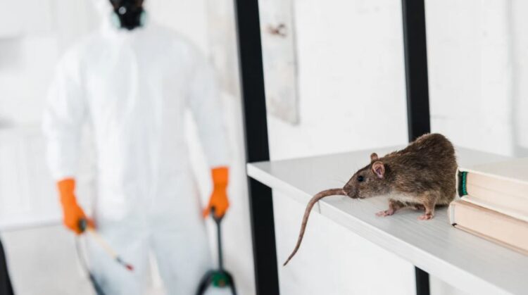 Қонаевта санитарлық-профилактикалық жұмыстардың екінші кезеңі жүргізілуде