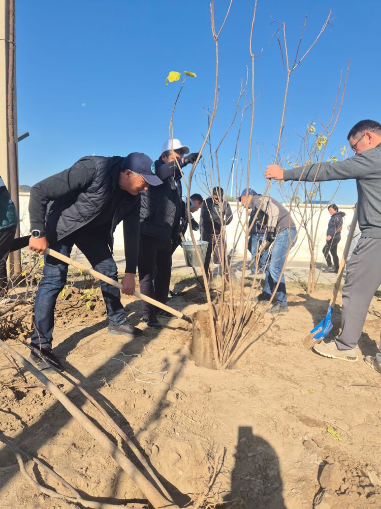 Қонаев қаласында 200-ден астам ағаш егілді