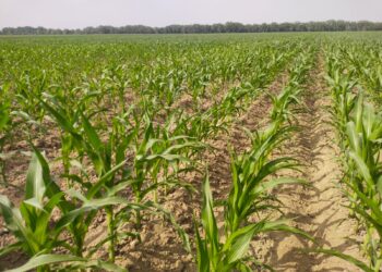 Күзгі дала жұмыстары: Шеңгелдіде 25 мың тоннадан астам өнім жиналды