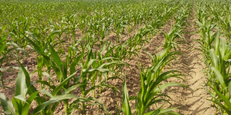 Күзгі дала жұмыстары: Шеңгелдіде 25 мың тоннадан астам өнім жиналды