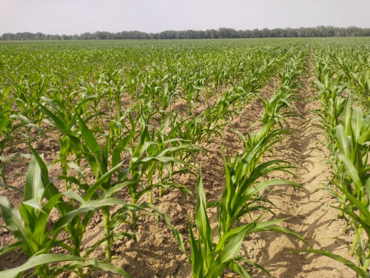 Күзгі дала жұмыстары: Шеңгелдіде 25 мың тоннадан астам өнім жиналды