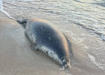 На побережье Каспия обнаружено 112 мёртвых тюленей