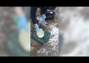 В Алматы изъята крупная партия наркотиков