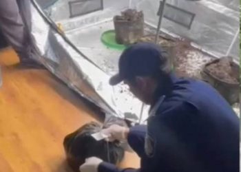 В Алматы в жилой квартире обнаружили нарколабораторию Помещение выявили во время планового обхода в рамках ОПМ «Участок»