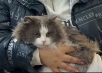 В области Жетісу женщина устроила «пранк» с котом в стиральной машине