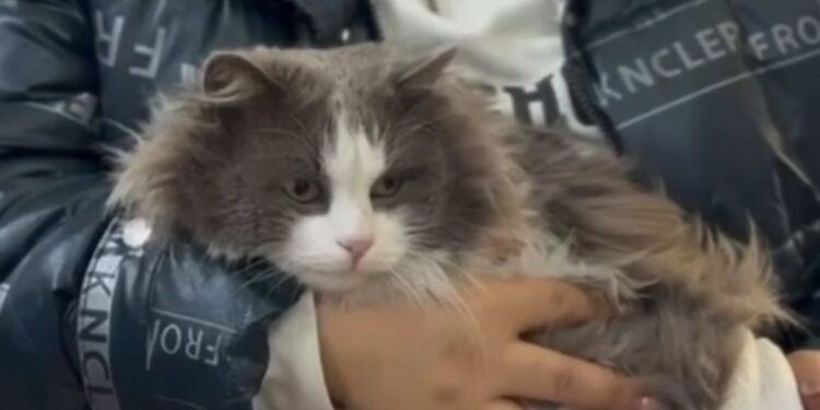 В области Жетісу женщина устроила «пранк» с котом в стиральной машине