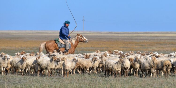 Шабандар 55 жастан бастап арнайы әлеуметтік төлем ала алады: Үкімет мал шаруашылығын дамыту жоспарын мақұлдады