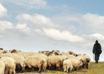 В Акмолинской области объявили в розыск пастуха, продавшего более 500 голов скота