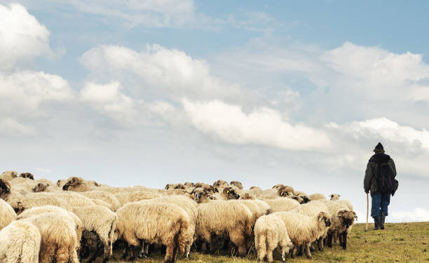 В Акмолинской области объявили в розыск пастуха, продавшего более 500 голов скота