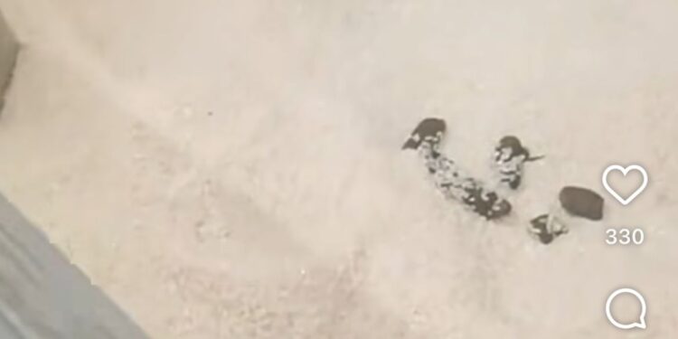 В магазине Magnum в Шымкенте обнаружили кошачьи экскременты в контейнере с рисом