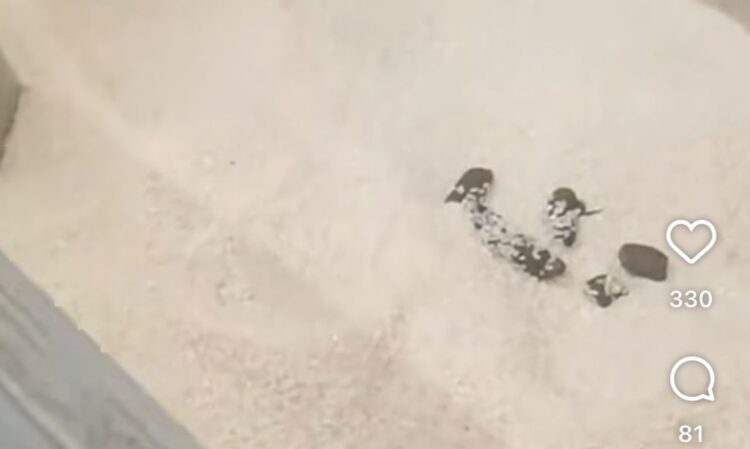 В магазине Magnum в Шымкенте обнаружили кошачьи экскременты в контейнере с рисом