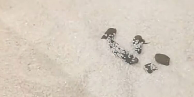 Шымкенттегі Magnum дүкенінде күріштің ішінен мысықтың нәжісі табылды