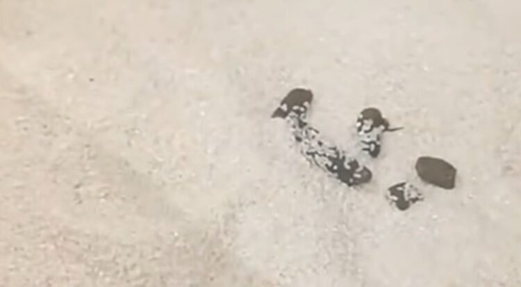 Шымкенттегі Magnum дүкенінде күріштің ішінен мысықтың нәжісі табылды