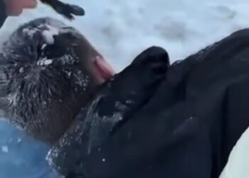 В Астане задержан мужчина, стрелявший из охотничьего ружья по автомобилю