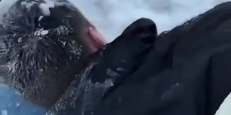 В Астане задержан мужчина, стрелявший из охотничьего ружья по автомобилю