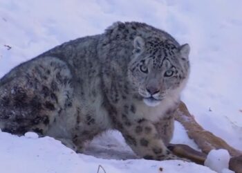 Туристы стали чаще встречать снежного барса в предгорьях Алматы