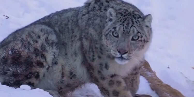 Туристы стали чаще встречать снежного барса в предгорьях Алматы