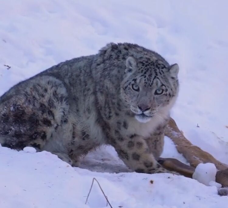 Туристы стали чаще встречать снежного барса в предгорьях Алматы