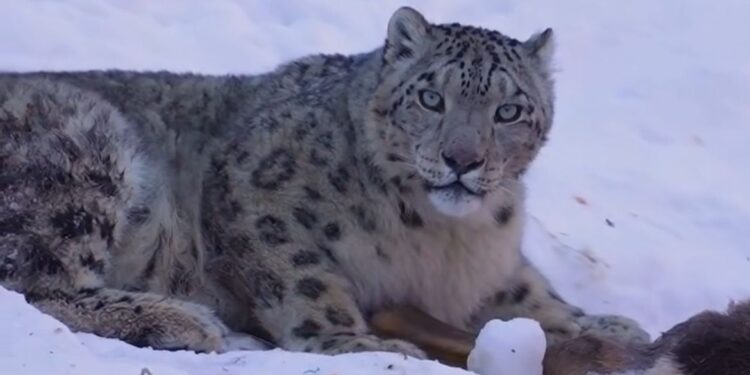 Алматы маңындағы тау бөктерінде қар барысын жиі кездестіре бастады