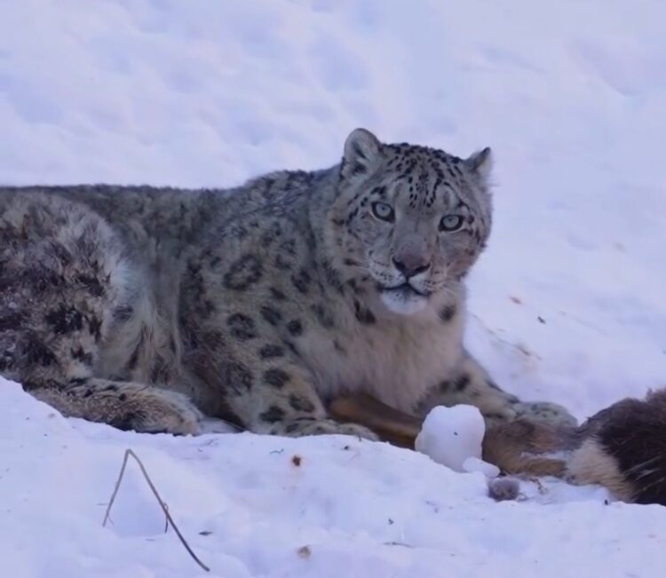 Алматы маңындағы тау бөктерінде қар барысын жиі кездестіре бастады