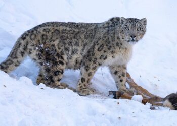В Большом Алматинском ущелье круглосуточно охраняли снежного барса