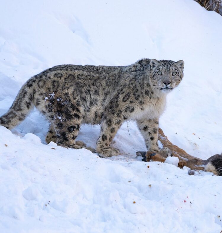 В Большом Алматинском ущелье круглосуточно охраняли снежного барса