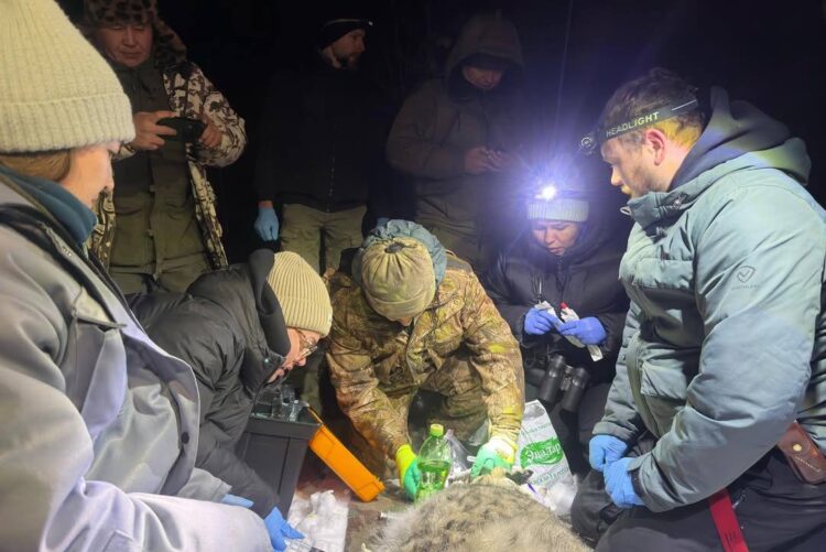 Передвижение снежного барса возле Алматы начали отслеживать со спутника